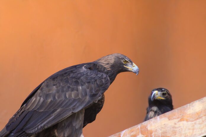 Nace un águila real en Zacango - Primero Editores
