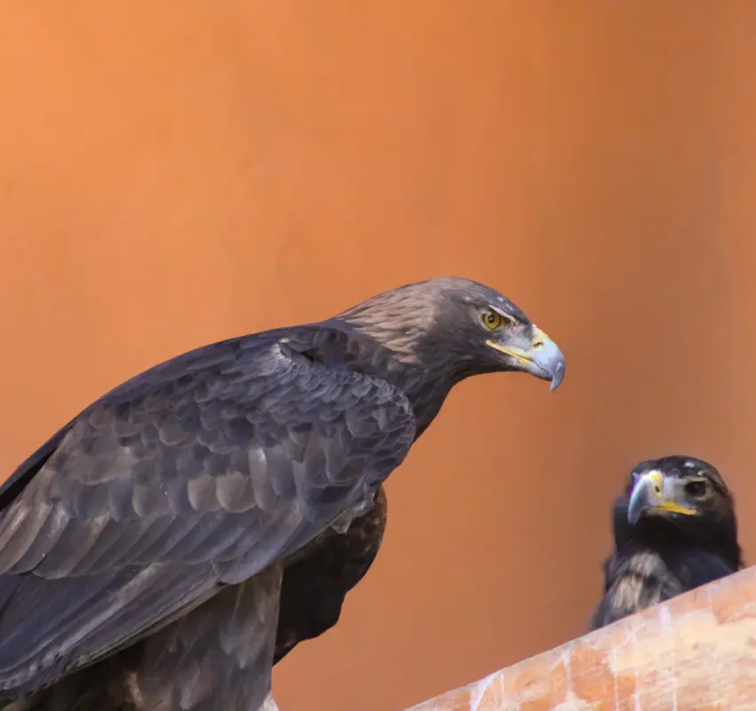 Nace un águila real en Zacango