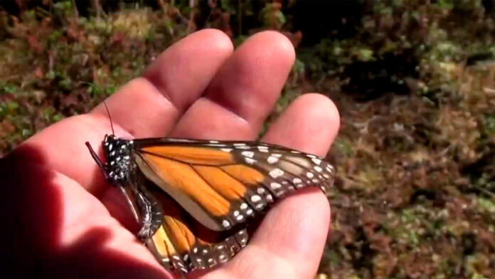 Reduce 60% presencia de mariposa monarca en santuarios Edomex ...