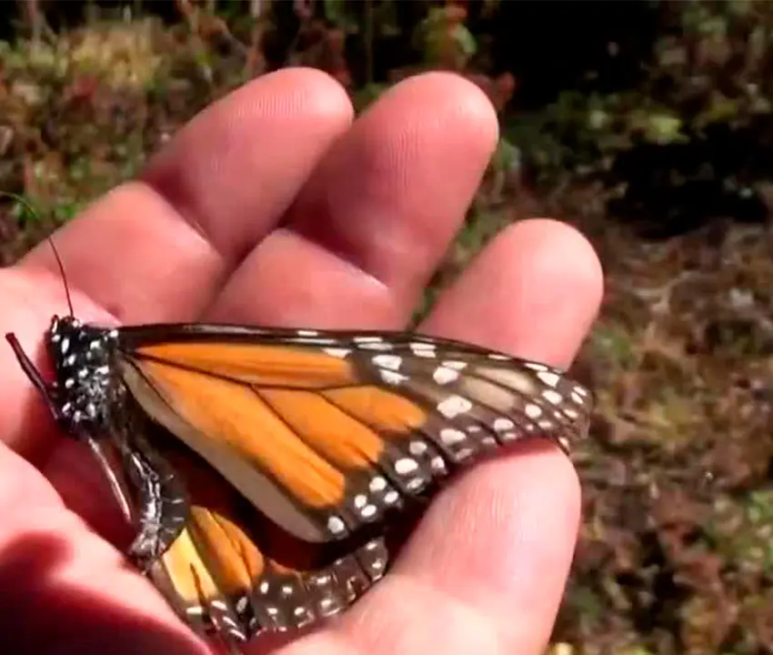 Reforzaron protección de la Mariposa Monarca en Edoméx