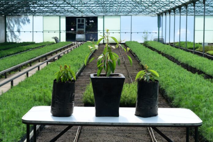 Reactivan producción de nanche y reforestación frutal en EdoMéx ...