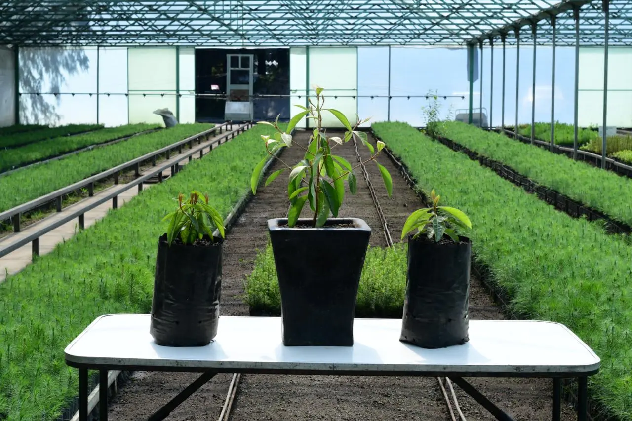 Reactivan producción de nanche y reforestación frutal en EdoMéx