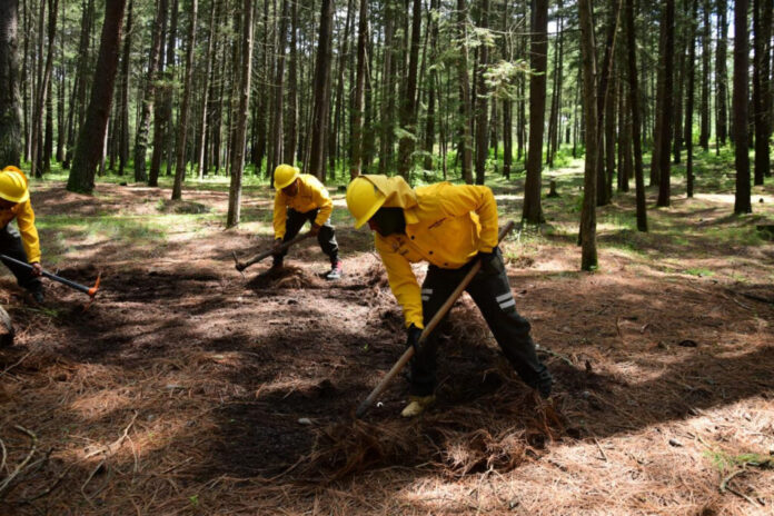 Reconocen a Probosque por su excelencia en servicios forestales ...