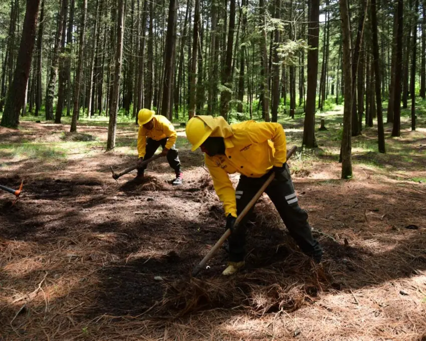 Reconocieron a PROBOSQUE por excelencia en servicios forestales
