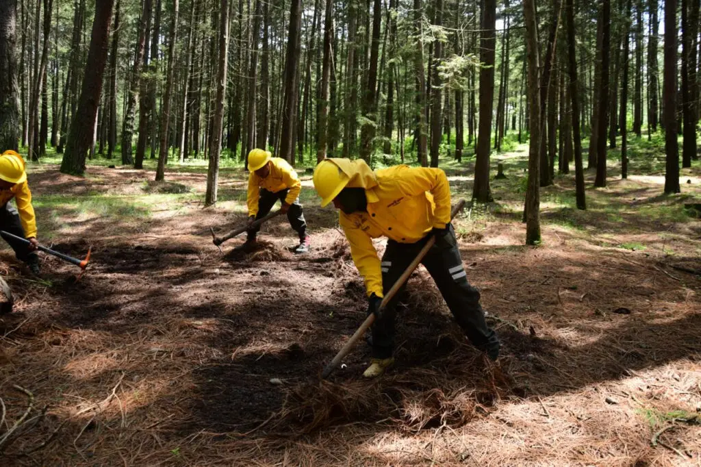 Reconocen a Probosque por su excelencia en servicios forestales