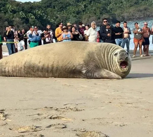 Elefante marino en playa de Nayarit sorprende a turistas