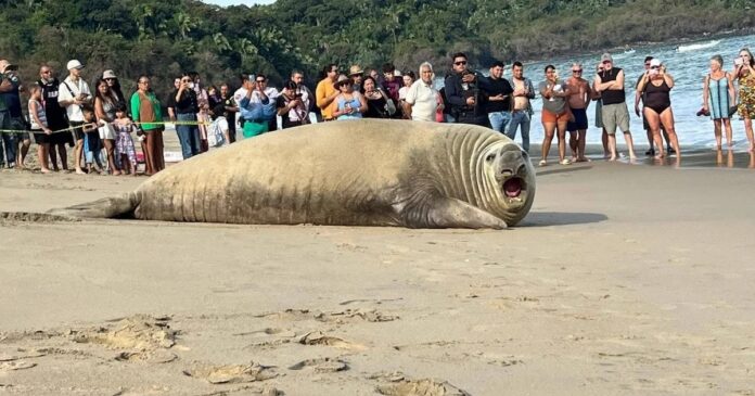 Elefante marino en playa de Nayarit sorprende a turistas