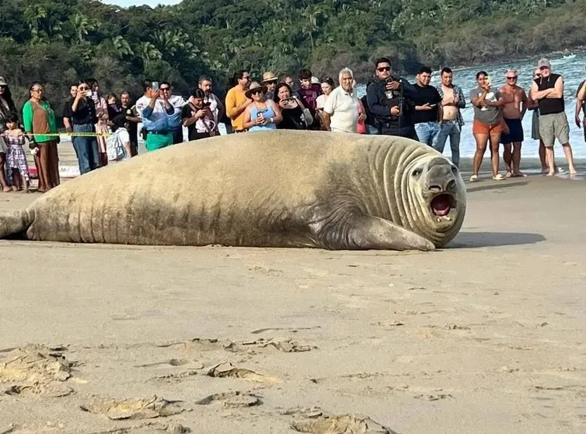 Elefante marino en playa de Nayarit sorprende a turistas