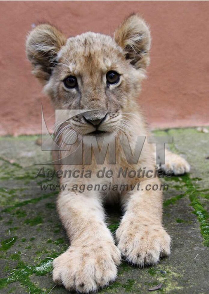 Zacango celebrará 45 años con exposición nacional de camionetas ...