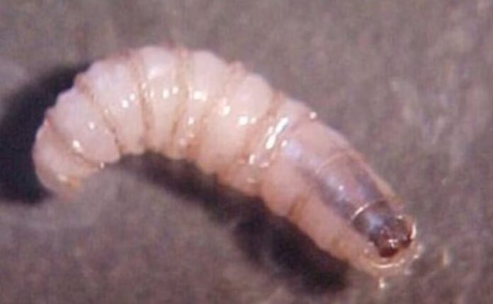 Detectan primer caso de gusano barrenador en Edomex | El Tiempo ...