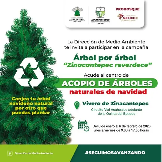 Reciclan arboles de Navidad en Zinacantepec