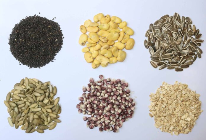 Secretos de las semillas para enfrentar sequías - Primero Editores