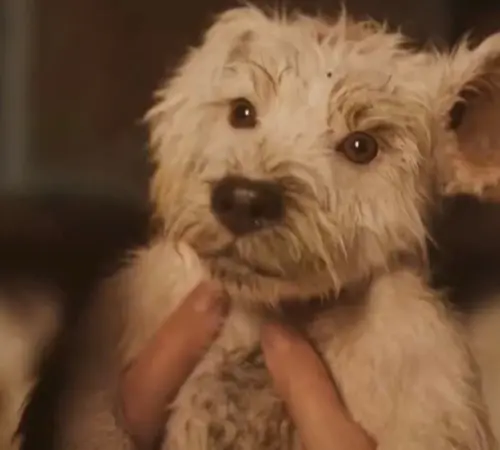 DC lanza nuevo tráiler de Supergirl: Krypto y un tono más oscuro
