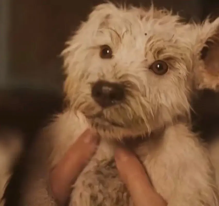 DC lanza nuevo tráiler de Supergirl: Krypto y un tono más oscuro