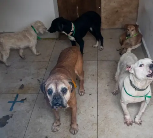 Aumentan en CDMX los delitos de maltrato animal y robo de animales durante 2025