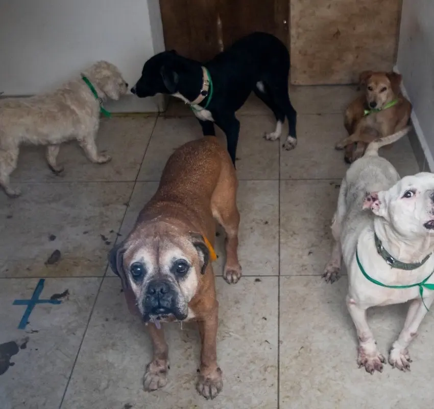 Aumentan en CDMX los delitos de maltrato animal y robo de animales durante 2025