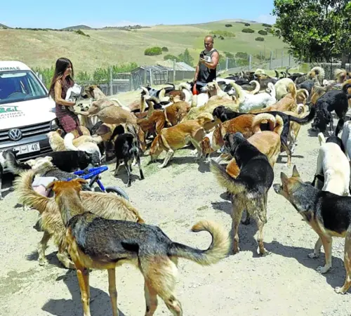 Escándalo en Marruecos: cacería de perros acecha al Mundial 2030