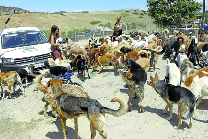 marruecos_perros_MA_01 Polémica por cacería de perros en Marruecos sacude preparativos del Mundial 2030