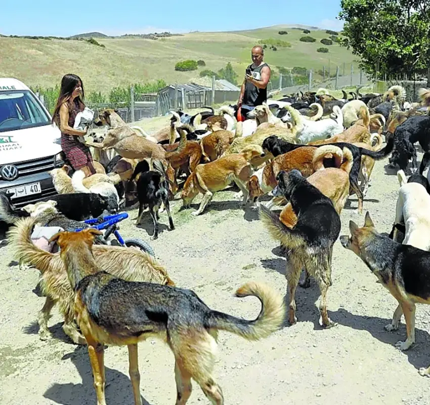 Escándalo en Marruecos: cacería de perros acecha al Mundial 2030
