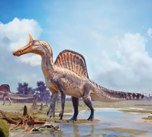 Descubren una nueva especie de dinosaurio por primera vez en más de un siglo: Spinosaurus mirabilis