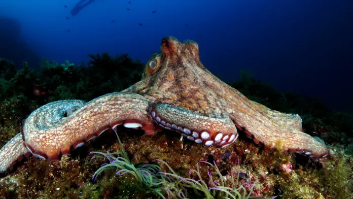 Granjas de pulpos: México impulsa ley federal para prohibir su cría