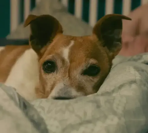 ¿Es bueno dormir con perros o gatos? Esto debes saber