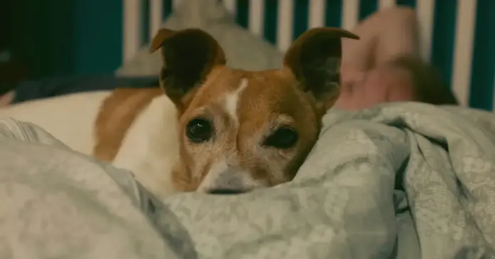 perro en la cama con una persona Las mascotas pueden interrumpir el sueño debido a sus movimientos, ruidos o cambios de posición durante la noche. Esto puede afectar la calidad del descanso, incluso si la persona no se despierta por completo.