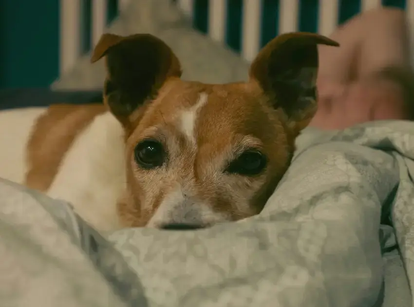 ¿Es bueno dormir con perros o gatos? Esto debes saber