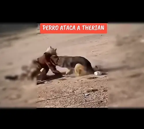 Perro callejero se enfrenta a “therian” y se vuelve viral en redes