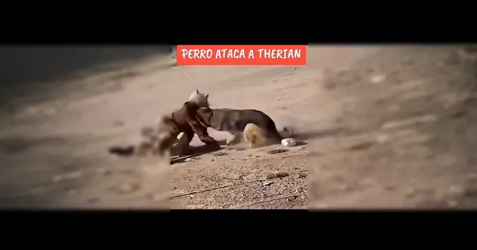 img_MA_mexico_therian_01 Encuentro inusual entre humano y perro termina en tensión y se vuelve viral