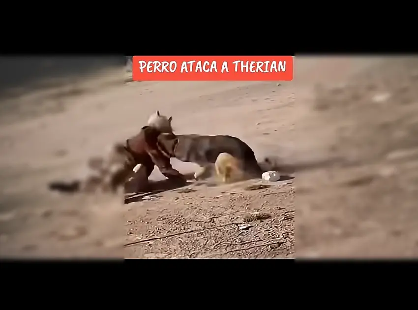 Perro callejero se enfrenta a “therian” y se vuelve viral en redes