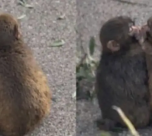 De la tristeza al amor: la nueva vida de Punch, el macaco viral