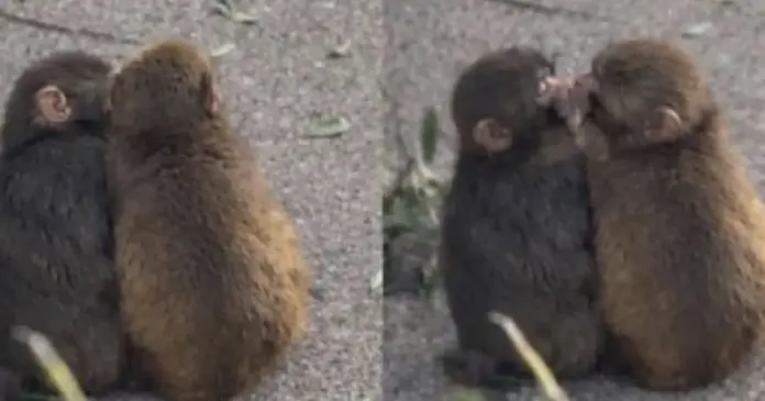 punch el macaco y su novia Punch ya no es solo el macaco del peluche. Ahora, es también el protagonista de una evolución que muchos celebran: dejar atrás la soledad… y encontrar compañía.