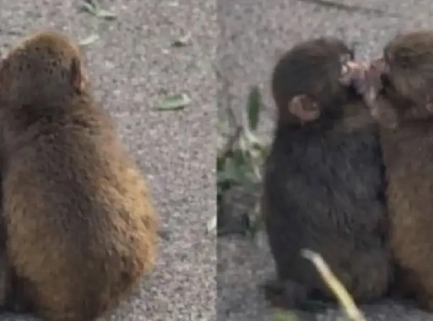 De la tristeza al amor: la nueva vida de Punch, el macaco viral