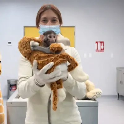 Cuidadora con mono bebé y jirafa plush