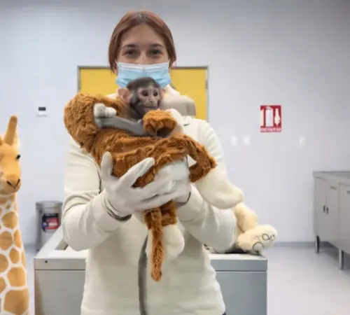 El ‘Punch mexicano’: cría de mono patas recibe crianza asistida en Guadalajara