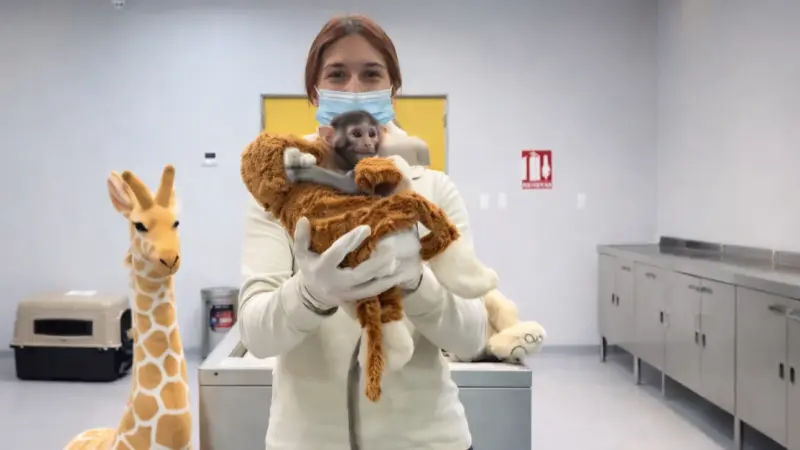 Cuidadora con mono bebé y jirafa plush