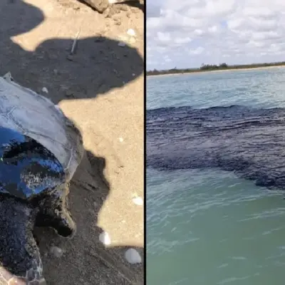 consecuencias de un derrame petrolero