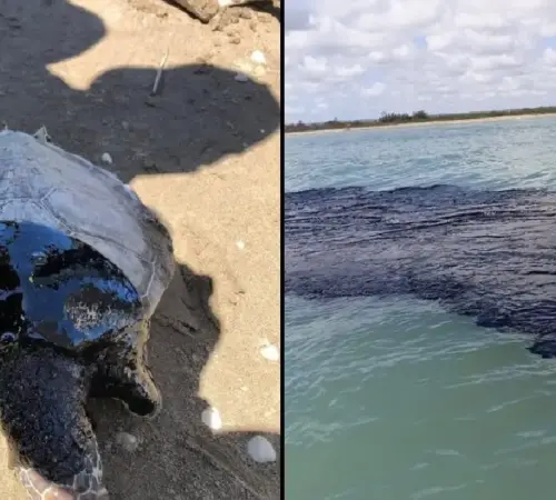El impacto de un derrame petrolero: daños que duran décadas