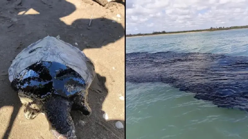 consecuencias de un derrame petrolero