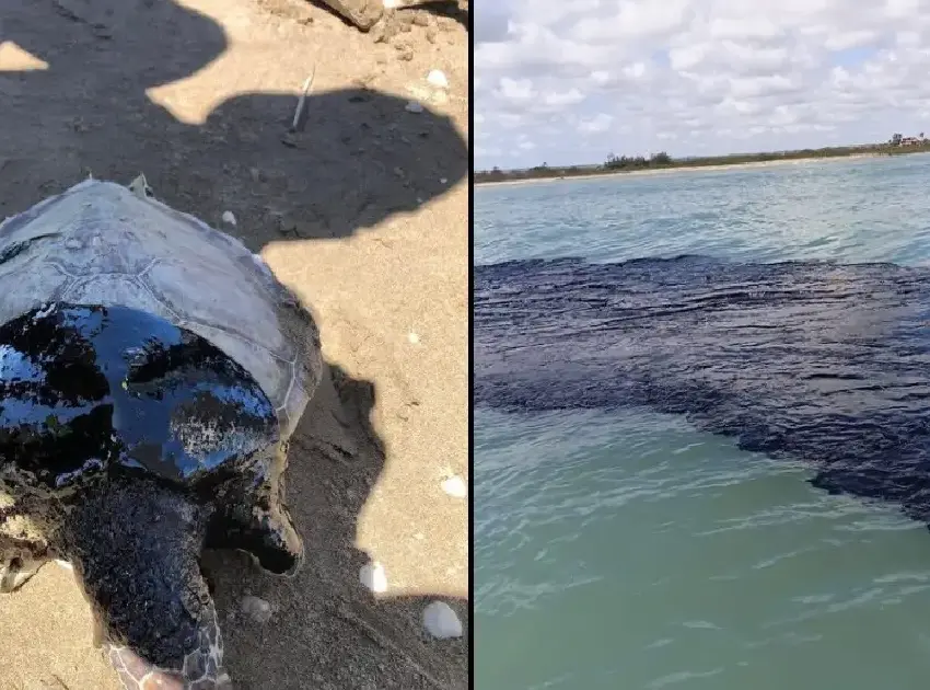 El impacto de un derrame petrolero: daños que duran décadas