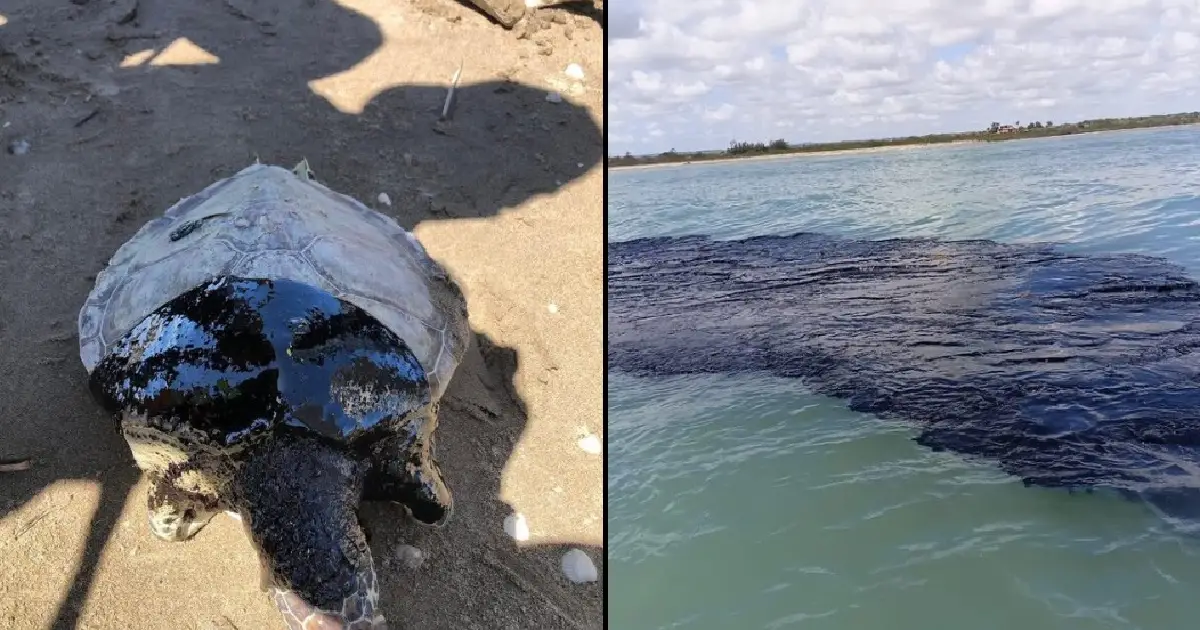 consecuencias de un derrame petrolero