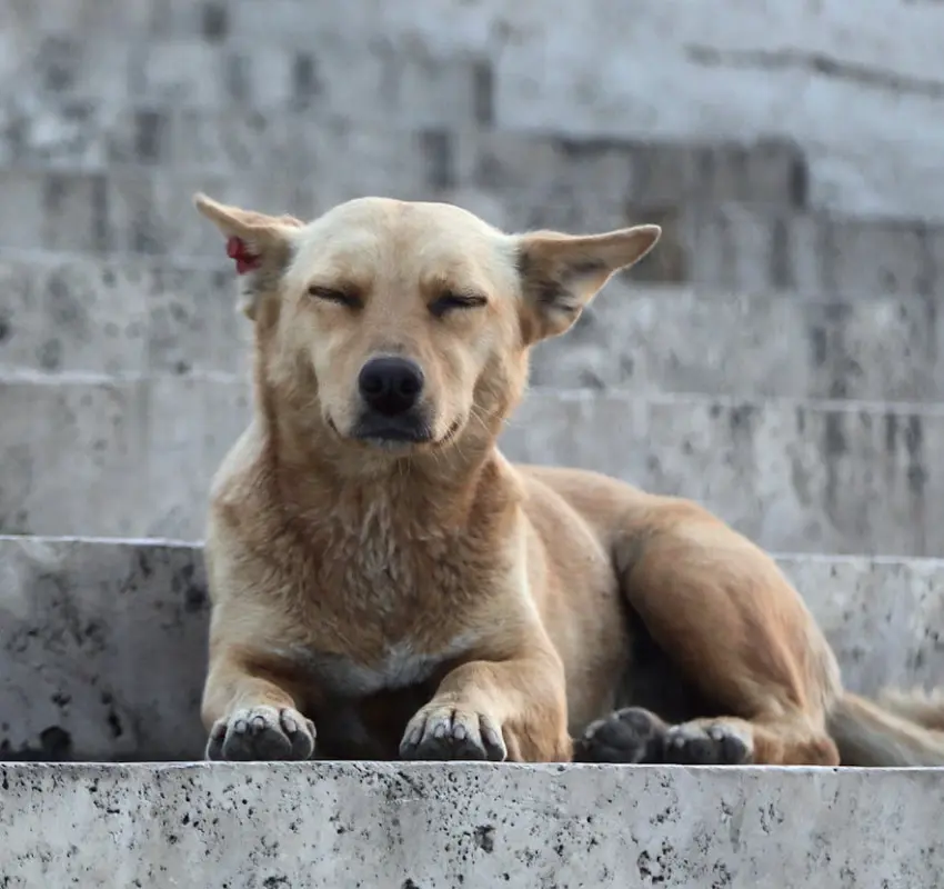 Perro Caramelo: el símbolo mexicano que ahora es raza oficial