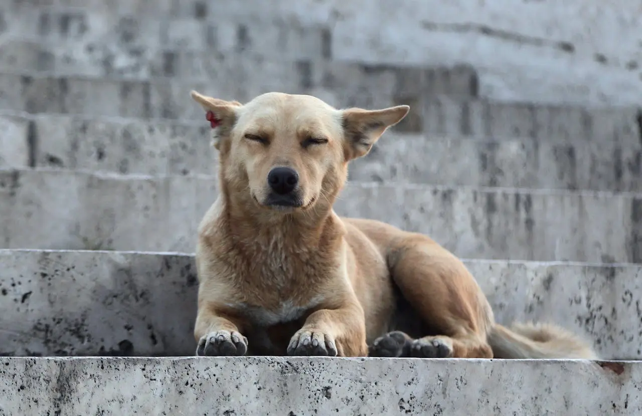 perro Caramelo