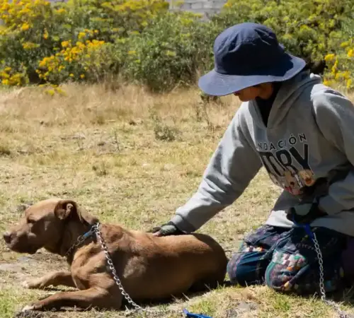 El desafío actual del perrito caramelo de símbolo callejero a miembro del hogar
