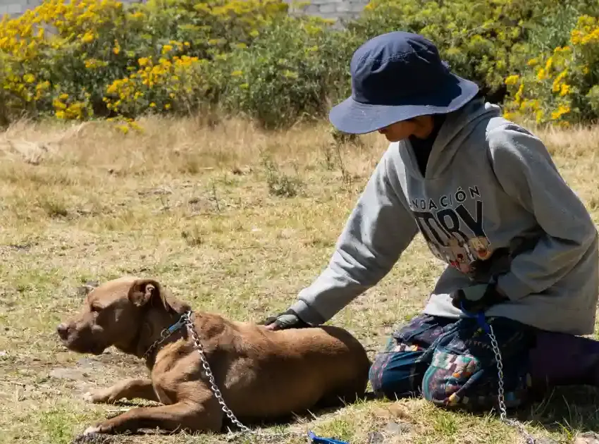 El perrito caramelo y la urgencia de un hogar digno en México