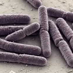 Bacteria carnívora Vibrio vulnificus deja primera muerte de 2026 en Florida