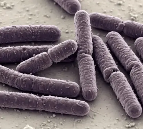 Bacteria carnívora Vibrio vulnificus deja primera muerte de 2026 en Florida | Bacteria carnívora Vibrio vulnificus deja primera muerte de 2026 en Florida