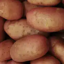 Precio de la papa se dispara hasta 1015 en 2026 Cuánto cuesta el kilo hoy | Precio del kilo de papa en México 2026 aumento histórico