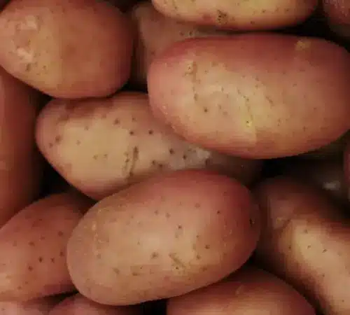 Precio de la papa se dispara hasta 1015 en 2026 Cuánto cuesta el kilo hoy | Precio del kilo de papa en México 2026 aumento histórico